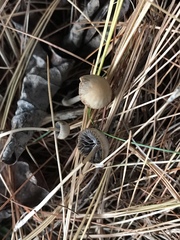 Psathyrella amarescens