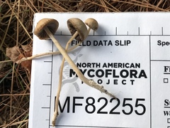 Psathyrella amarescens