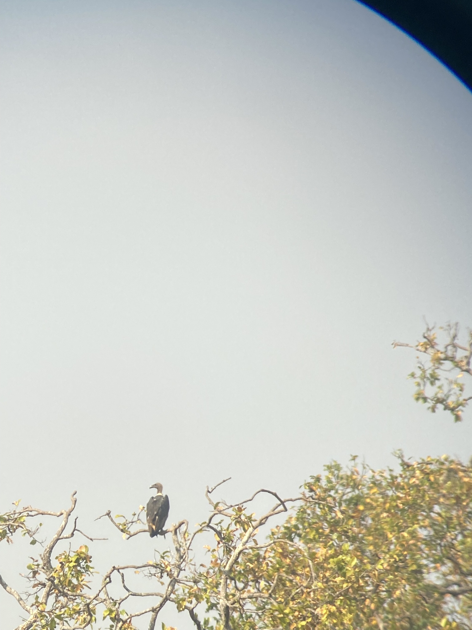 White-rumped Vulture (Gyps bengalensis), photo 7