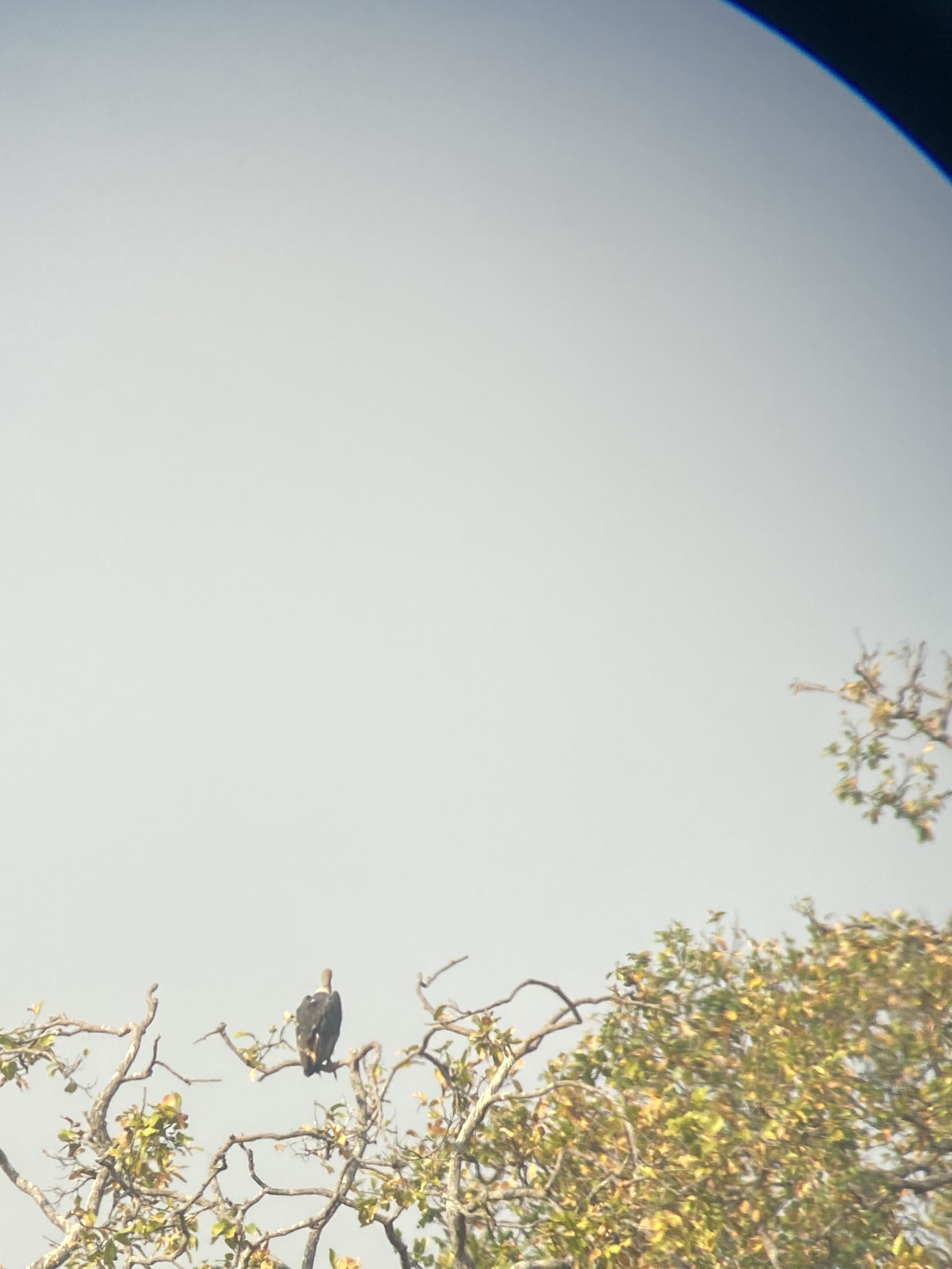 White-rumped Vulture (Gyps bengalensis), photo 8
