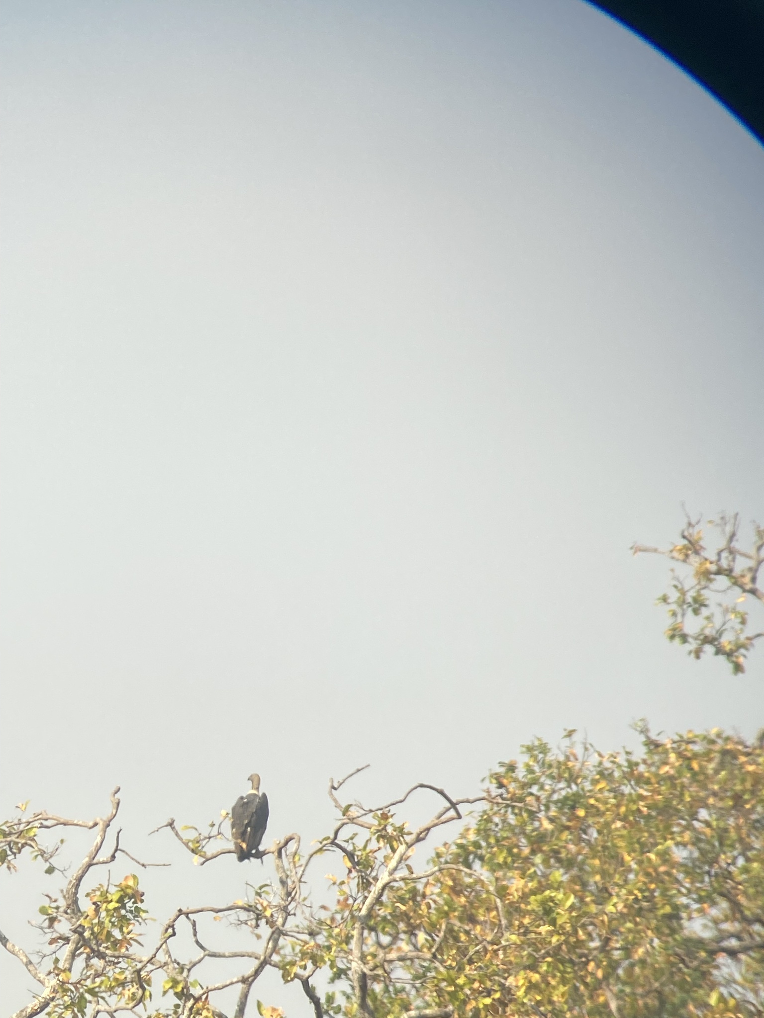 White-rumped Vulture (Gyps bengalensis), photo 9