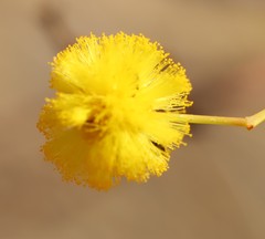 Acacia murrayana