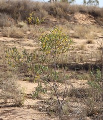 Acacia murrayana
