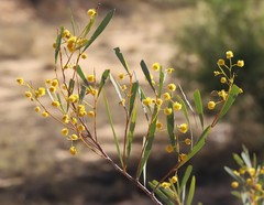 Acacia murrayana