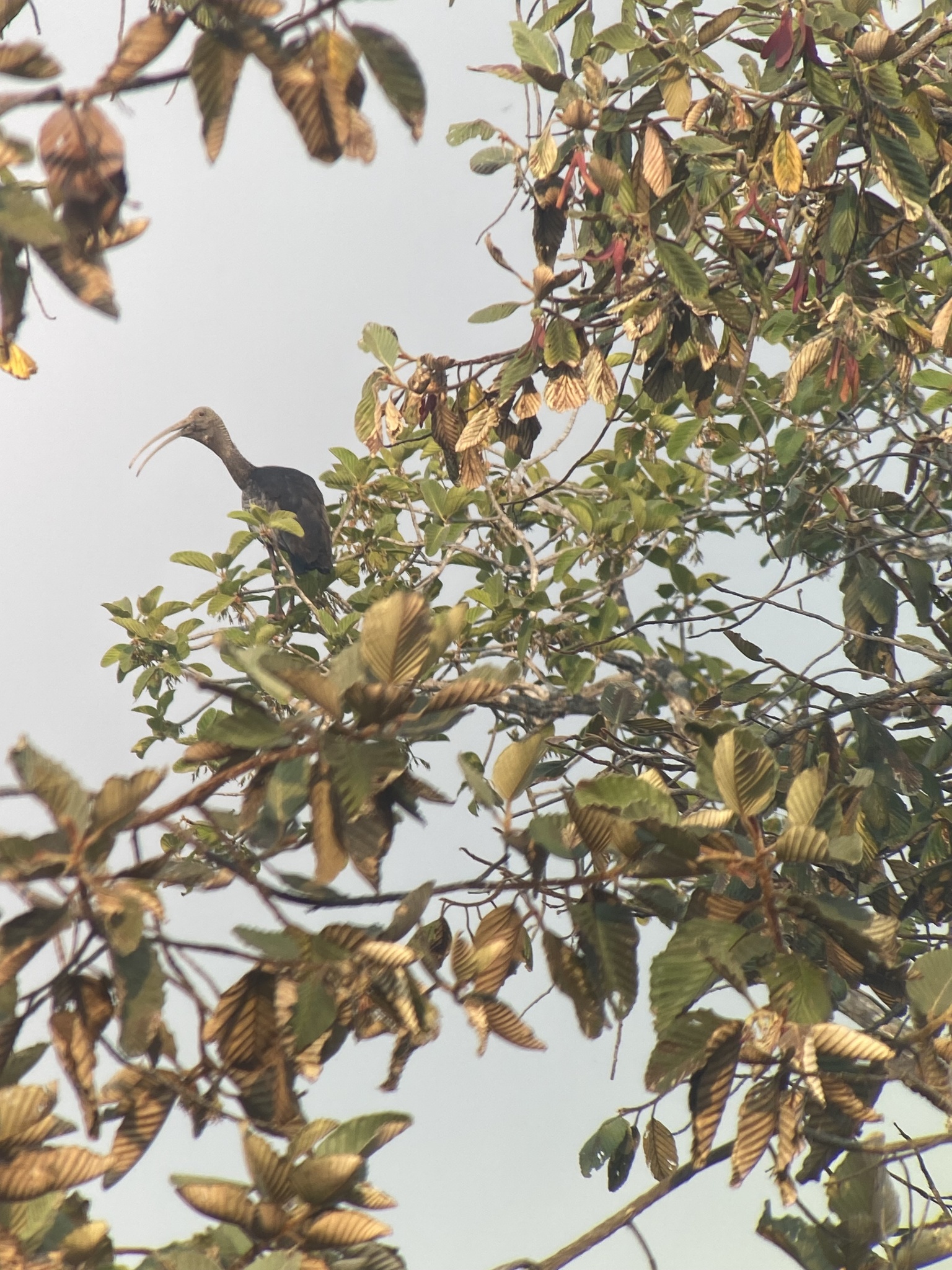 Giant Ibis (Pseudibis gigantea), photo 9