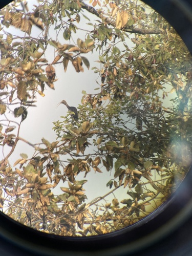 Giant Ibis (Pseudibis gigantea), photo 8