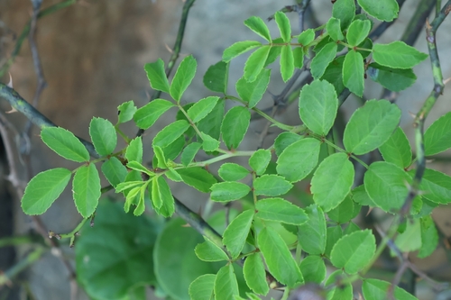 Rosa luciae