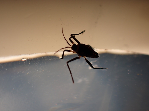 Rhagovelia australica observed 2025-08-11