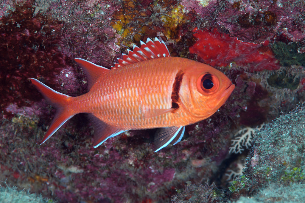 Blackbar Soldierfish