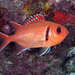 Blackbar Soldierfish - Photo (c) terence zahner, some rights reserved (CC BY-NC), uploaded by terence zahner