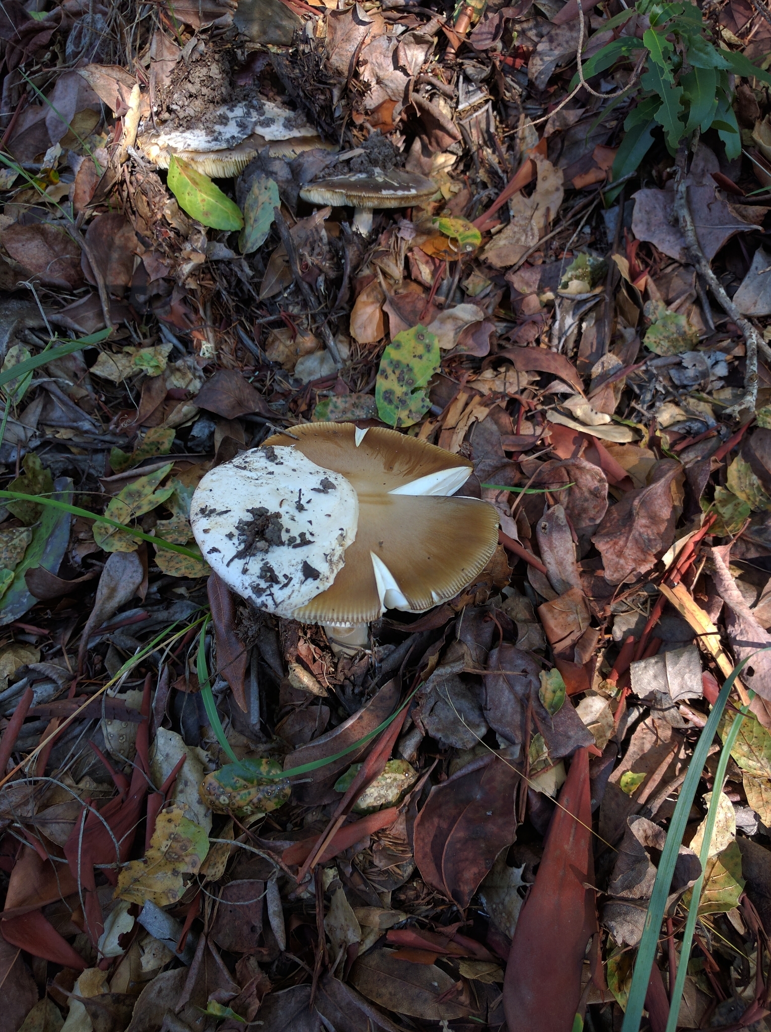 Amanita calyptroderma image