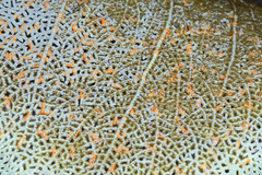 Ophiothela mirabilis