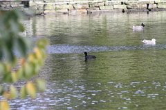 Fulica atra