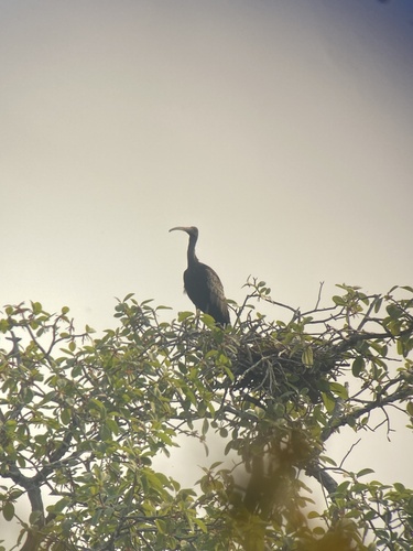Giant Ibis (Pseudibis gigantea)