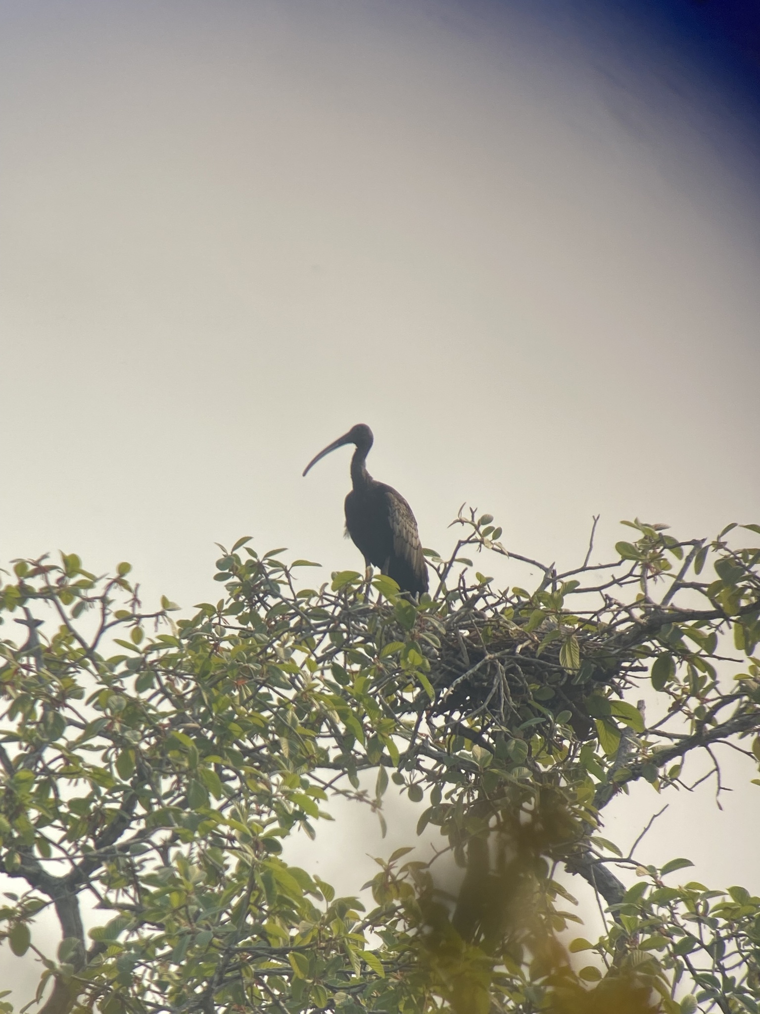 Giant Ibis (Pseudibis gigantea), photo 2