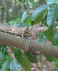 Calotes liolepis