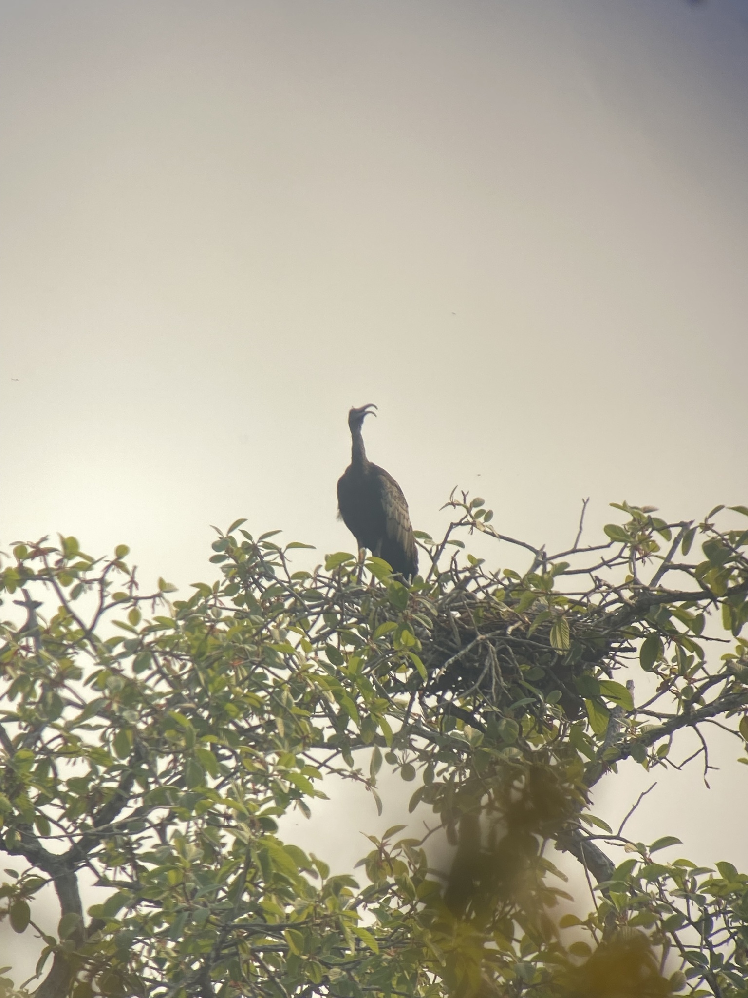 Giant Ibis (Pseudibis gigantea), photo 8