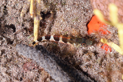 Malacoctenus triangulatus