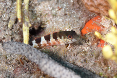 Malacoctenus triangulatus