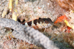 Malacoctenus triangulatus