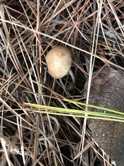 Simocybe serrulata