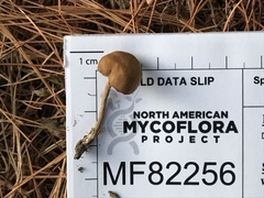 Simocybe serrulata