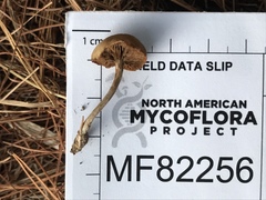 Simocybe serrulata