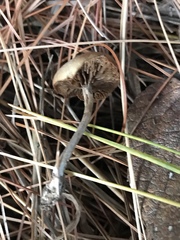 Simocybe serrulata