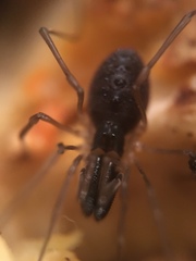 Taracus pallipes
