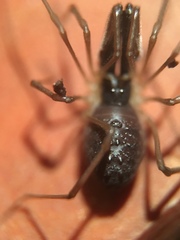 Taracus pallipes