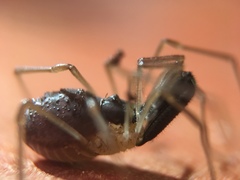 Taracus pallipes
