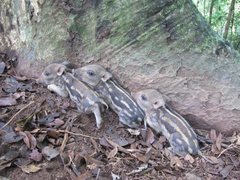 Sus scrofa cristatus