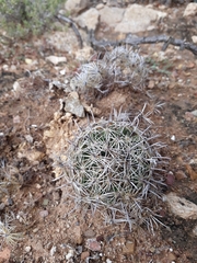 Coryphantha delicata
