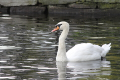 Cygnus olor