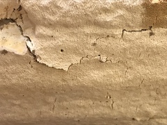 Perenniporia bostonensis