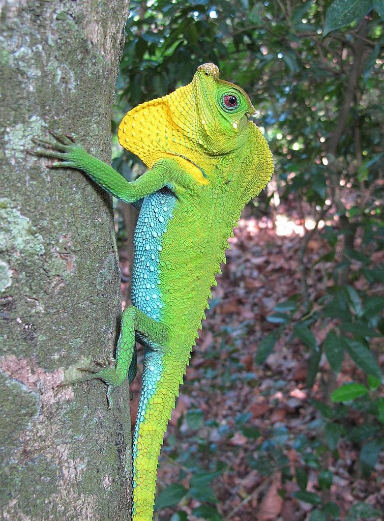 Lyre Head Lizard