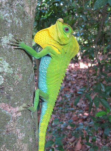 Lyre Head Lizard