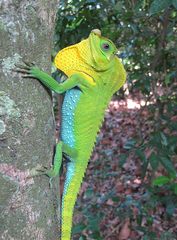 Lyriocephalus scutatus