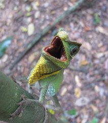 Lyriocephalus scutatus