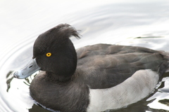 Aythya fuligula