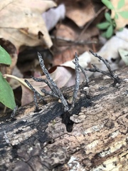 Xylaria ellisii