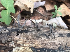 Xylaria ellisii
