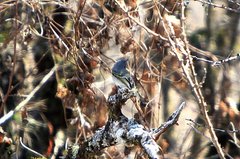 Phyllomyias sclateri