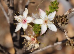 Calytrix involucrata