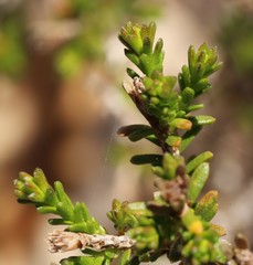 Calytrix involucrata