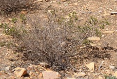 Calytrix involucrata