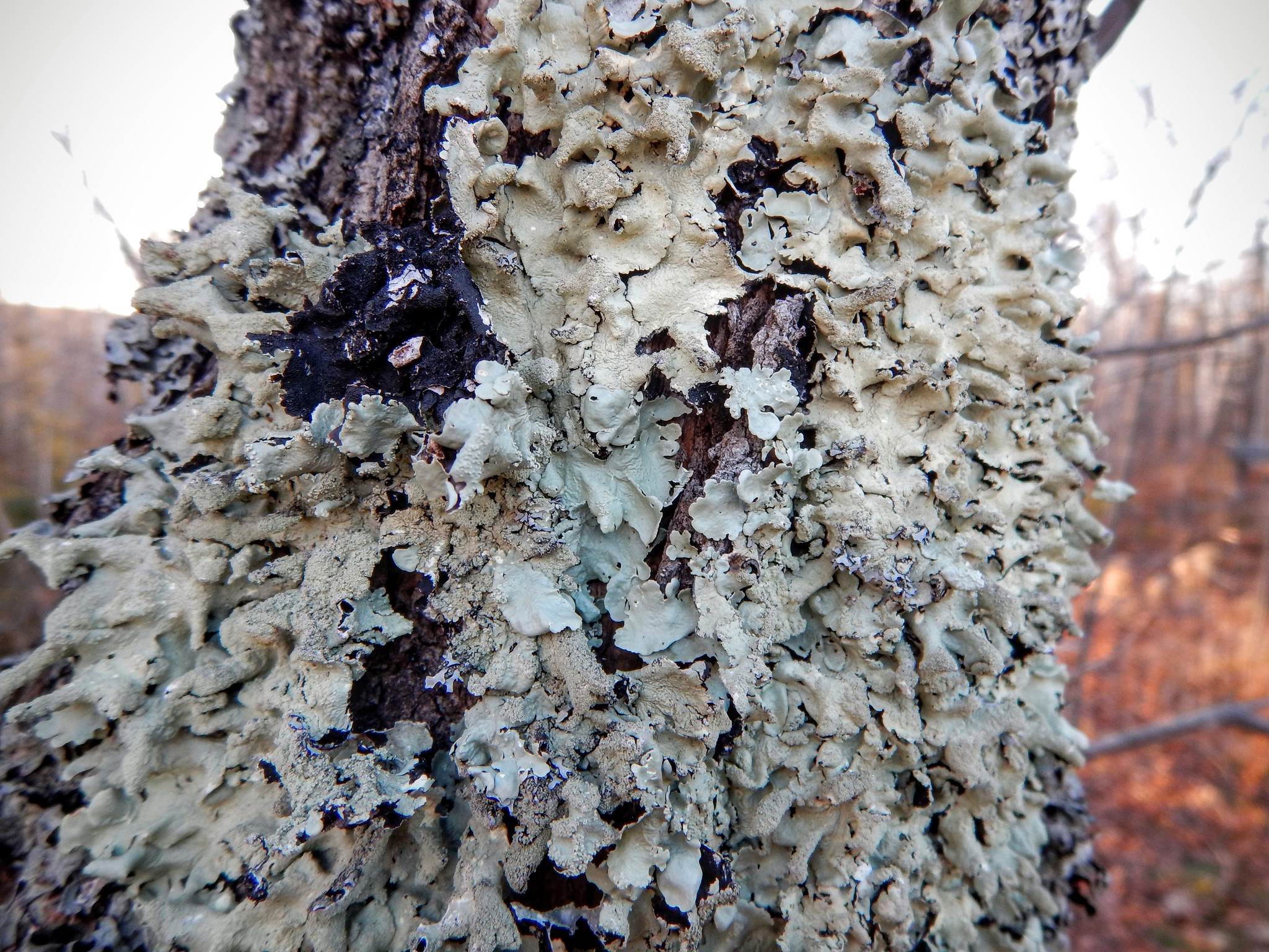 Flavoparmelia caperata image