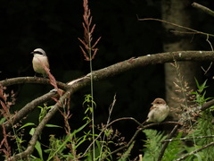 Lanius collurio