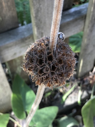 Phlomis russeliana