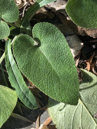 Phlomis russeliana